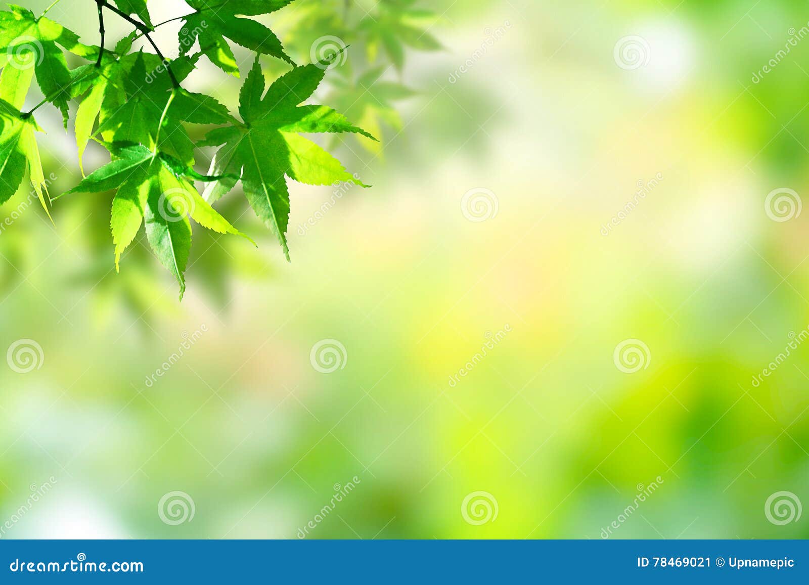 Maple Green Leaf and Blur Background. Stock Image - Image of leaf, empty:  78469021