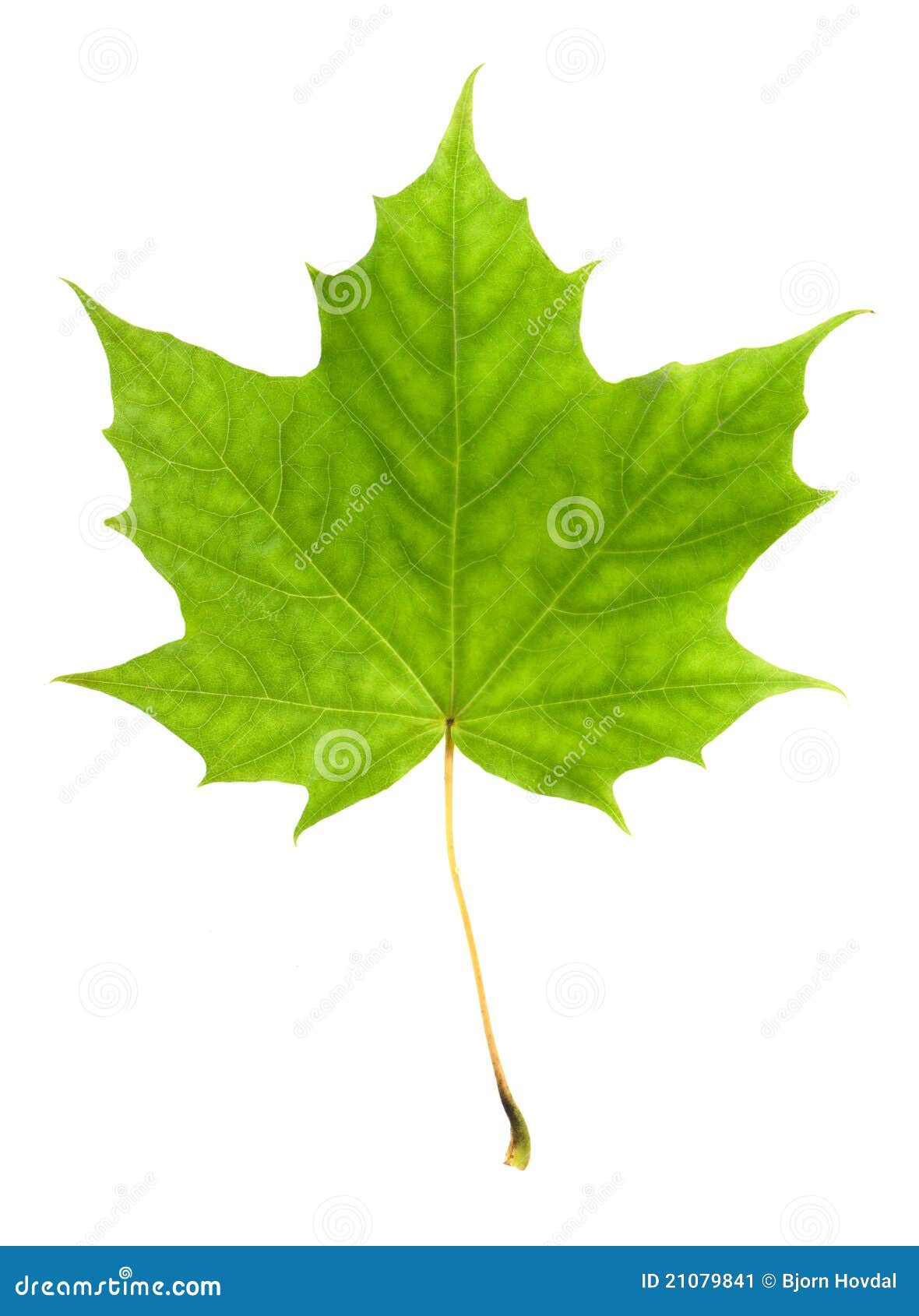 maple leaf