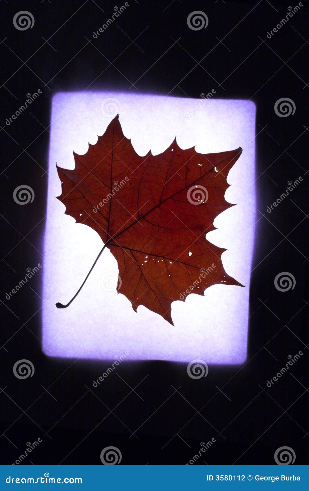 1,900+ Maple Leaf Silhouette Stock Photos, Pictures & Royalty-Free