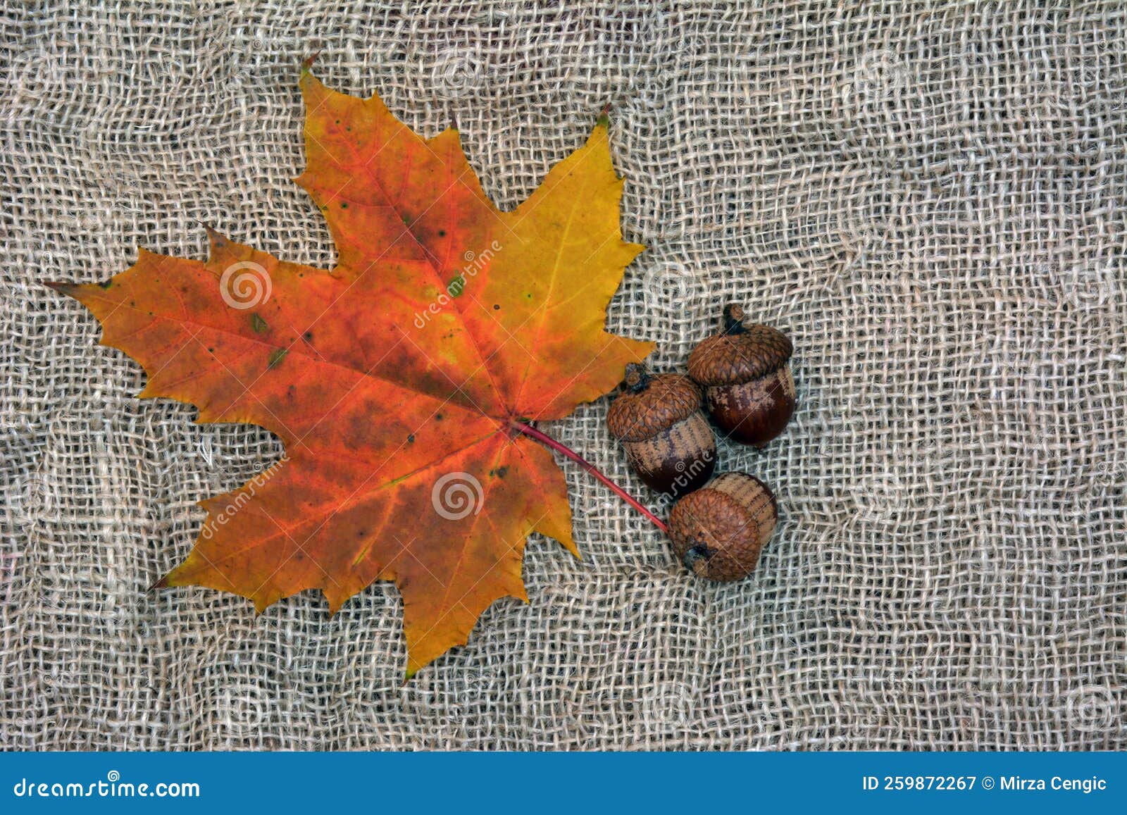 Maple Leaf In Autumn With Oak Acorn On A Canvas Background Stock Image maple-leaf-in-autumn-with-oak-acorn-on-a-canvas-background-stock-image