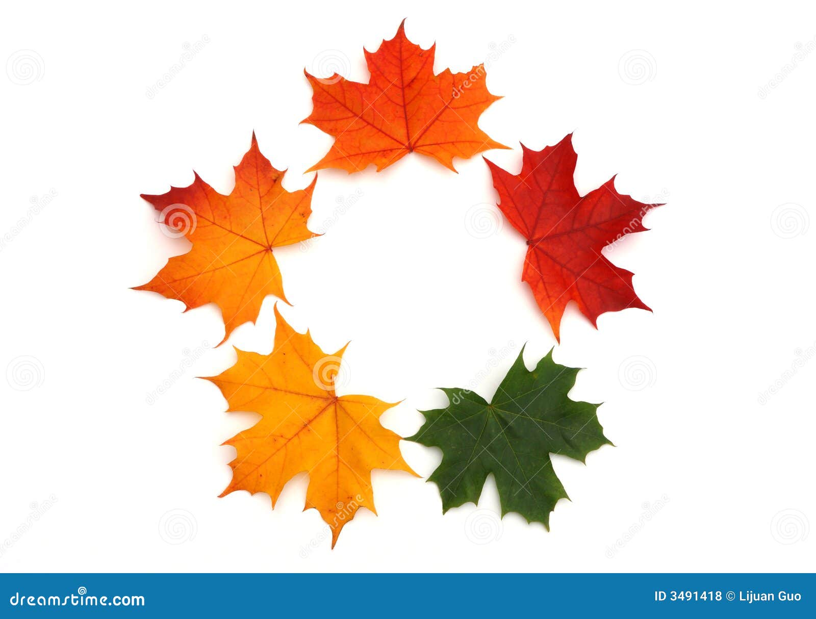 Maple leaf background stock photo. Image of maple, pattern - 3491418