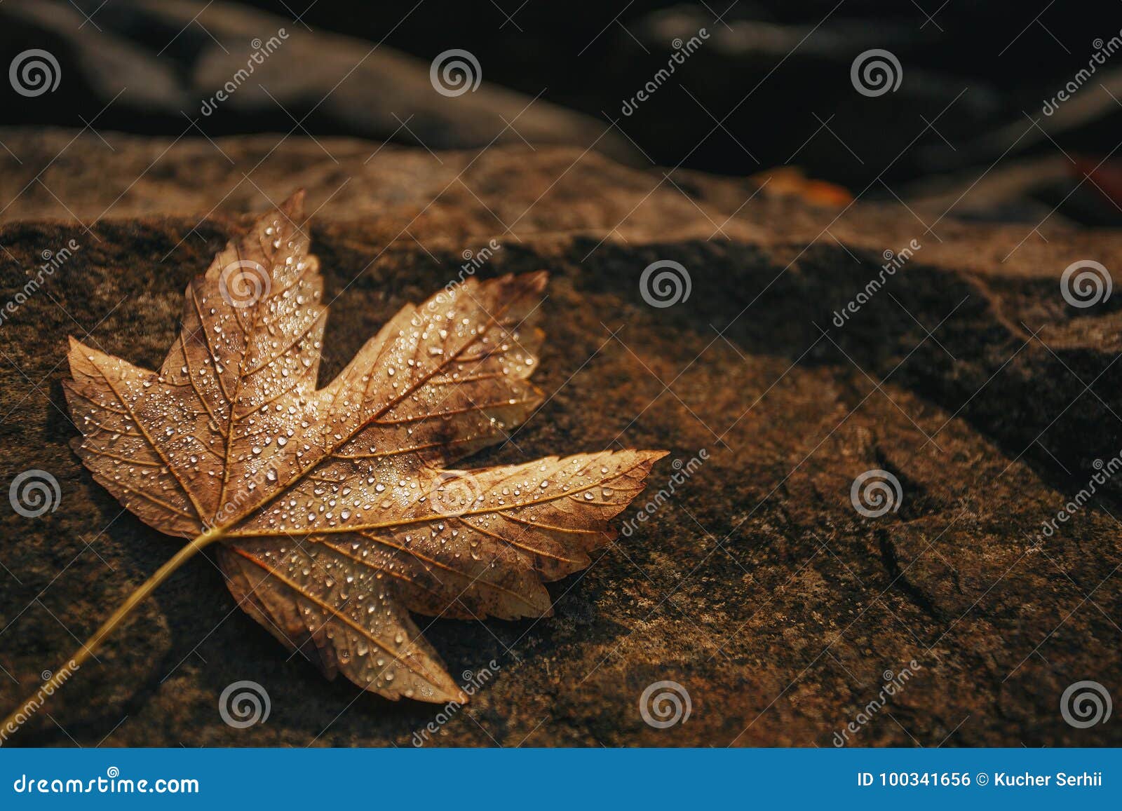 maple leaf is covered with drops of dew on a stone. autumn background.