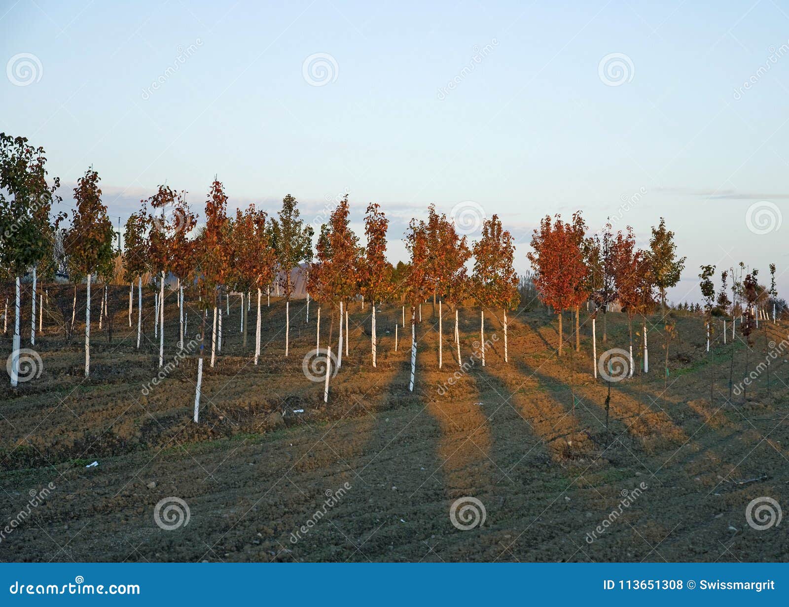 Maple leaf farm in fall stock photo. Image of peaceful 113651308
