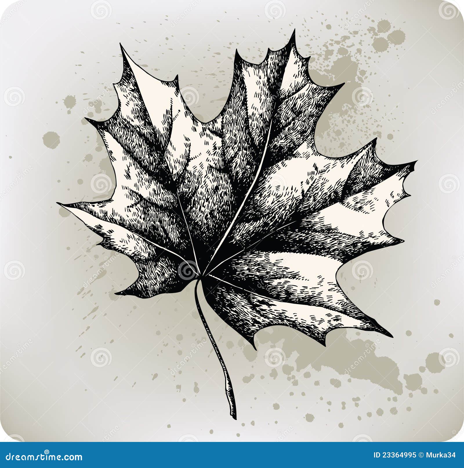 Maple leaf. Vector vintage engraved illustration. Isolated on