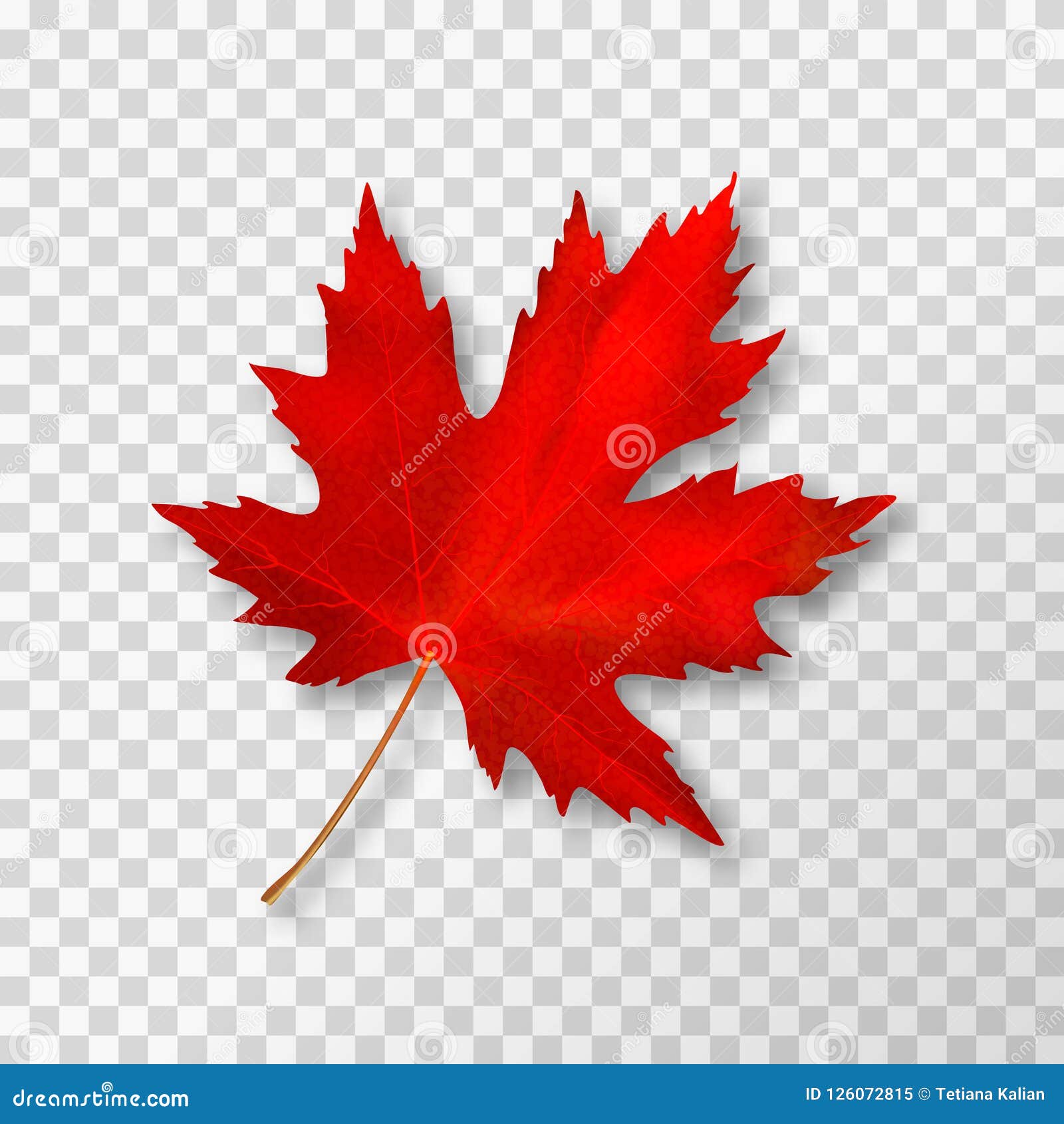 Red Maple Leaf Vector