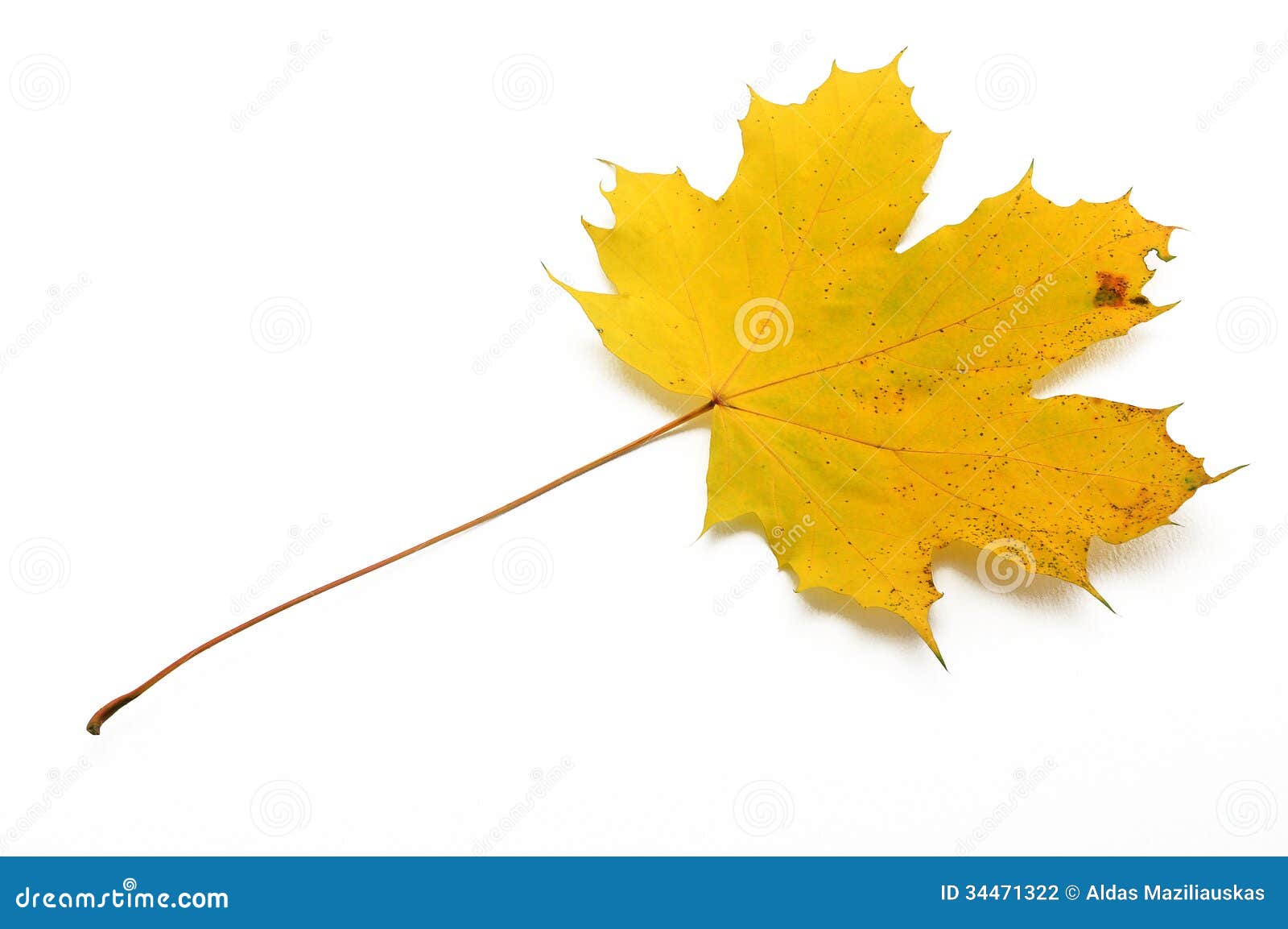 Maple leaf stock photo. Image of maple, autumn, tree 34471322