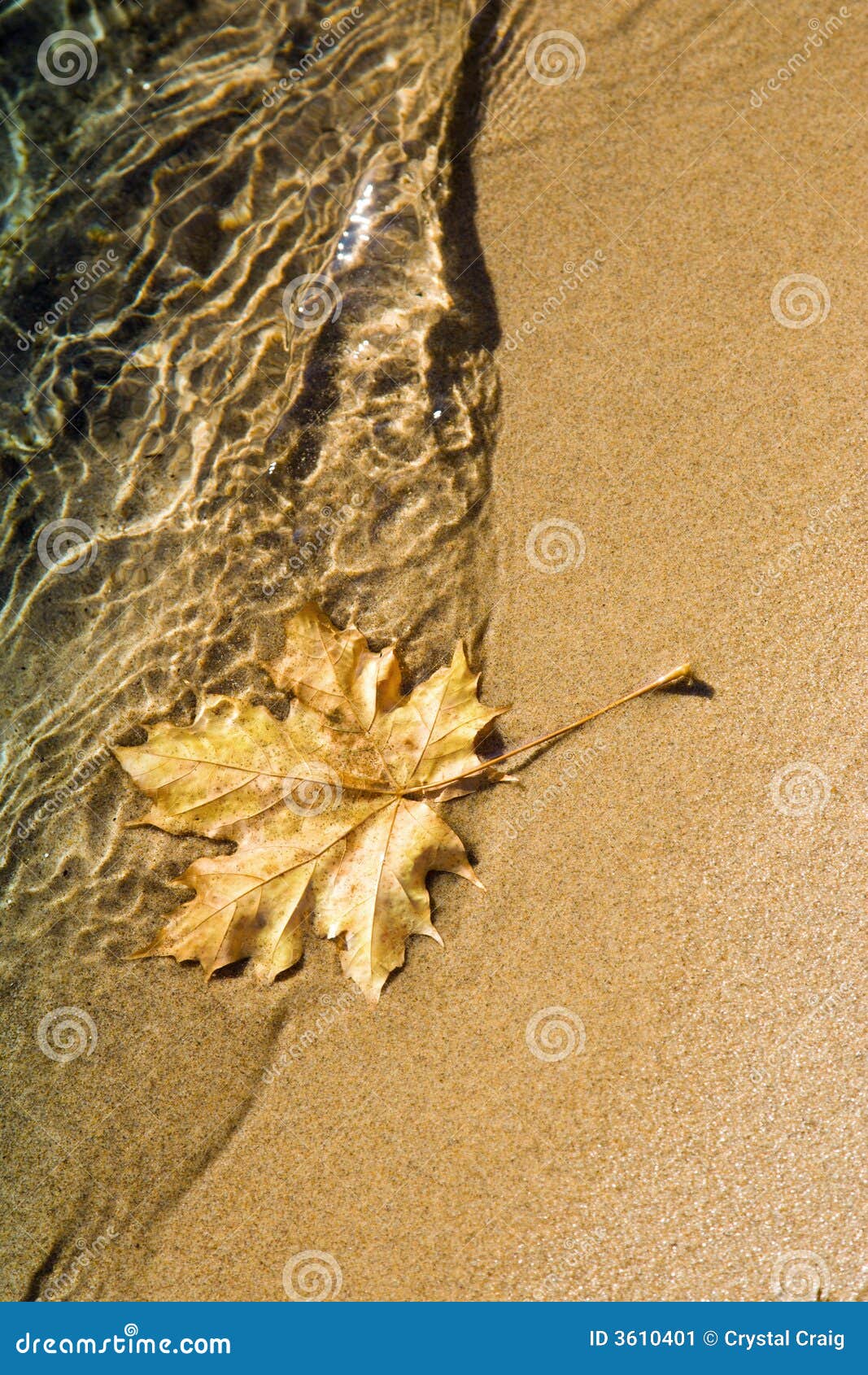 maple leaf at lake shoreline