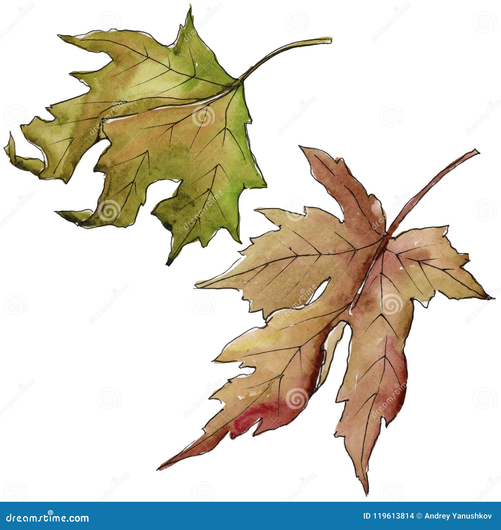 Autumn Leaves Botanical Red Maple Leaves Illustration 