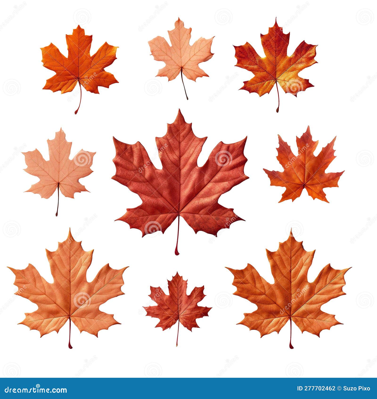 Maple Leaf Outline png images