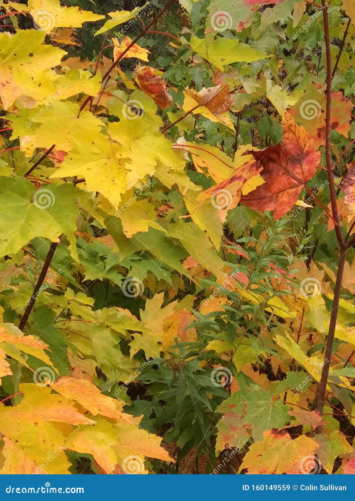 Maple Leaf Trees Fall Time Colors 4 Stock Image - Image of ...