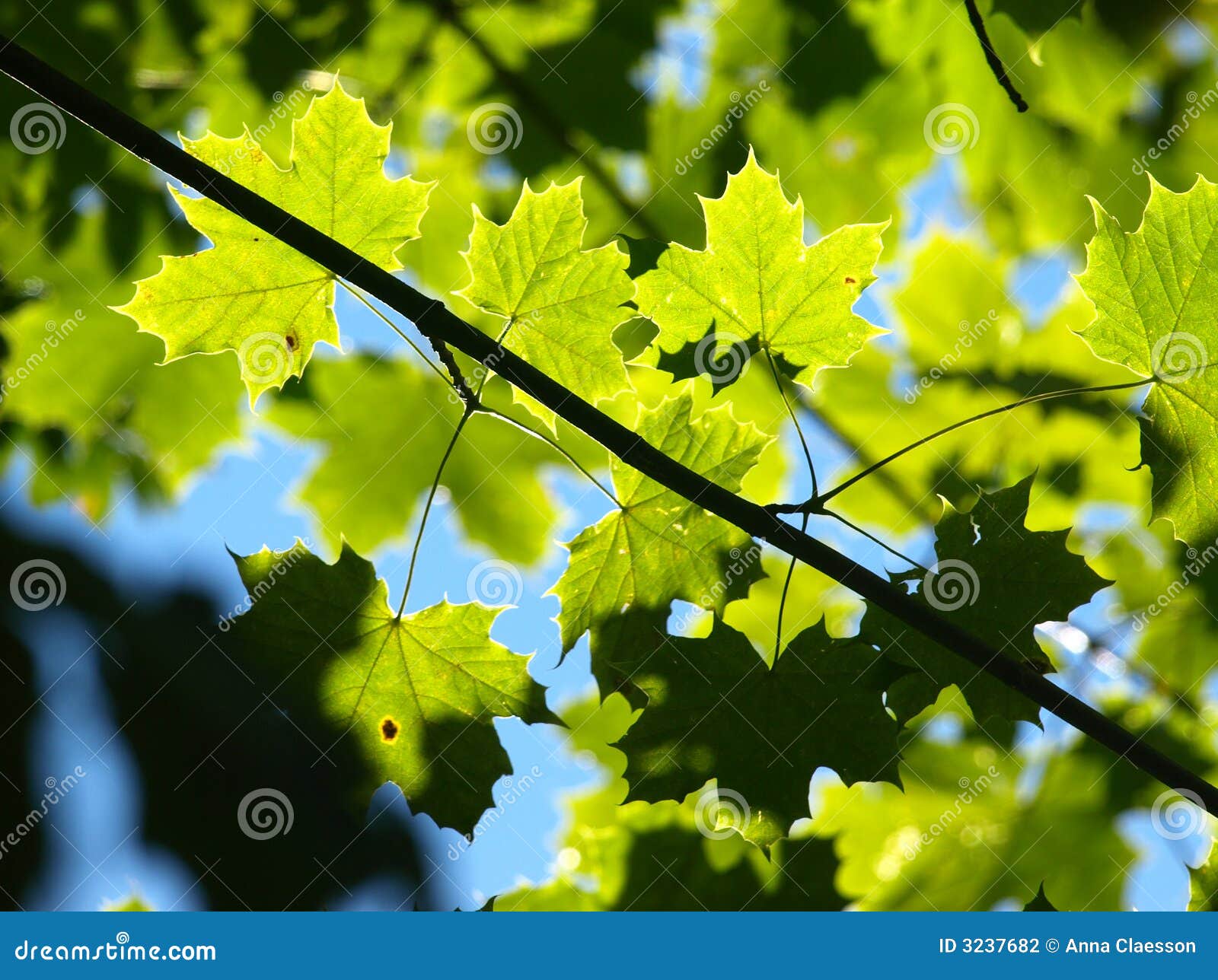 Maple Leafs stock photo. Image of shining, trees, fall - 3237682