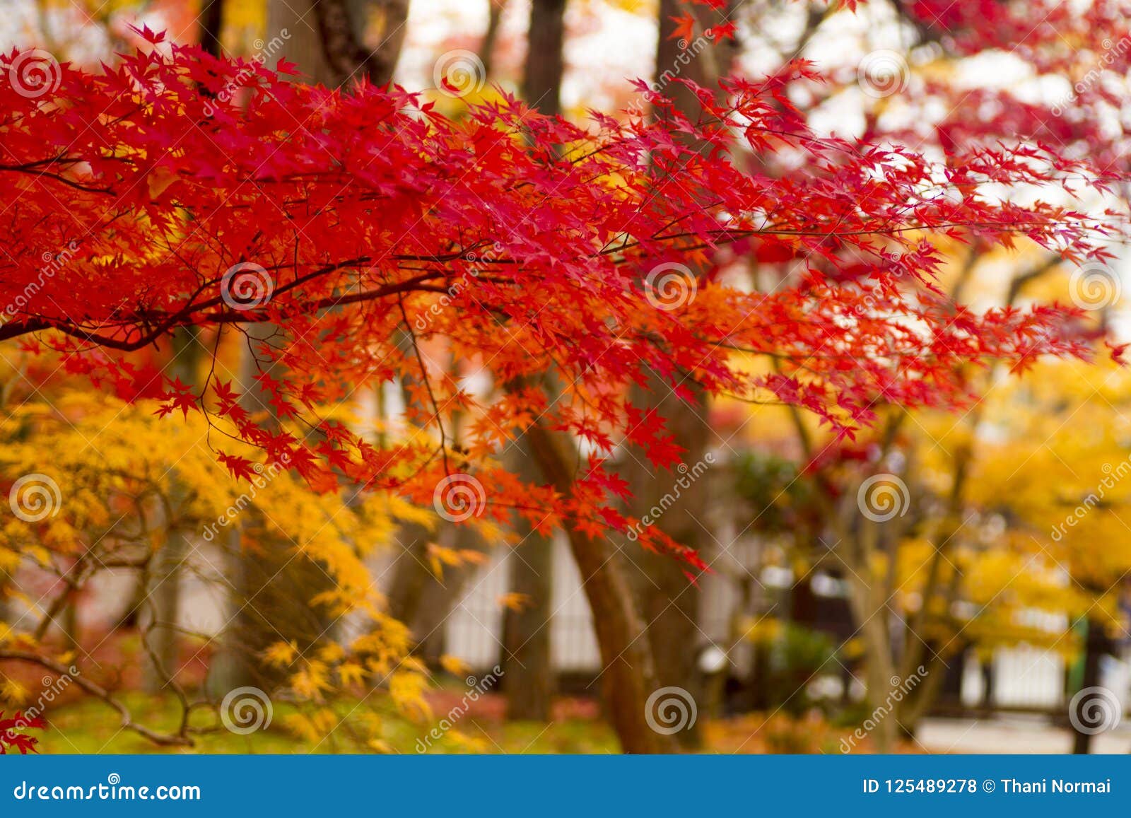 Autumn tints in Japan stock photo. Image of wood, japan - 125489278