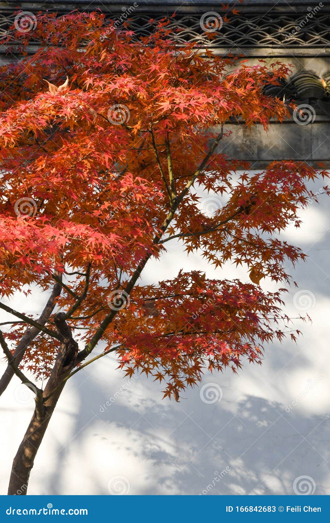 maple leaves and chinese ancient architectural