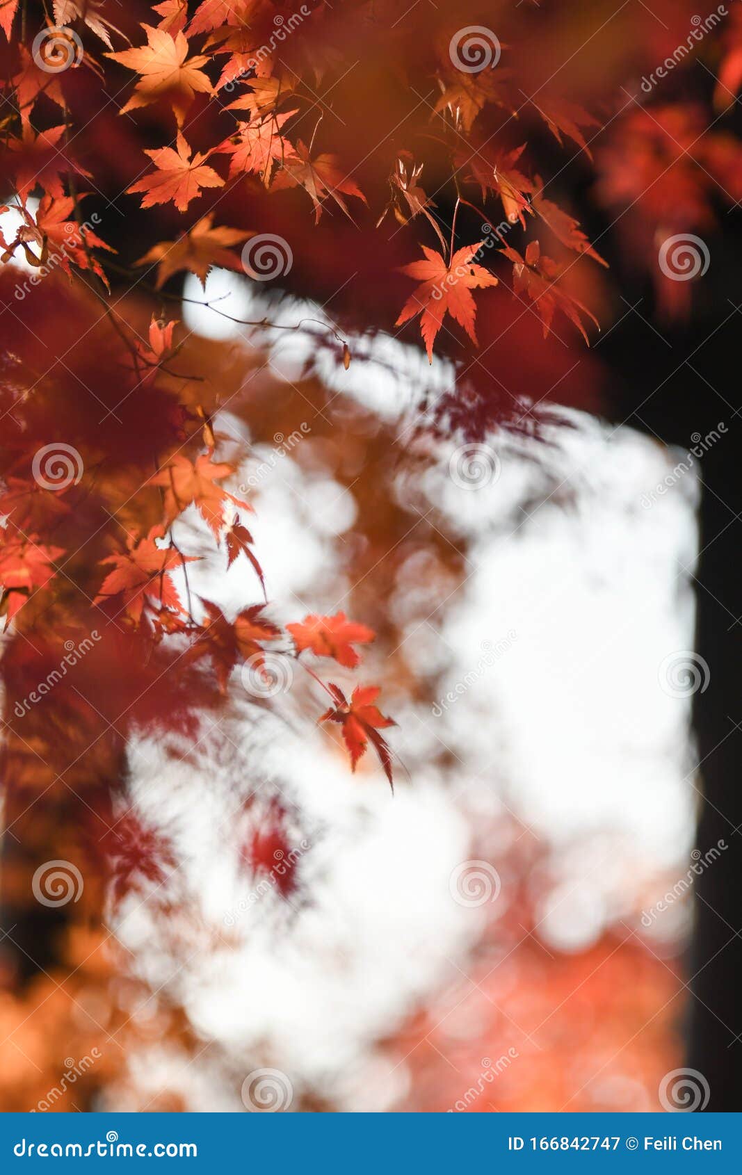maple leaves and chinese ancient architectural