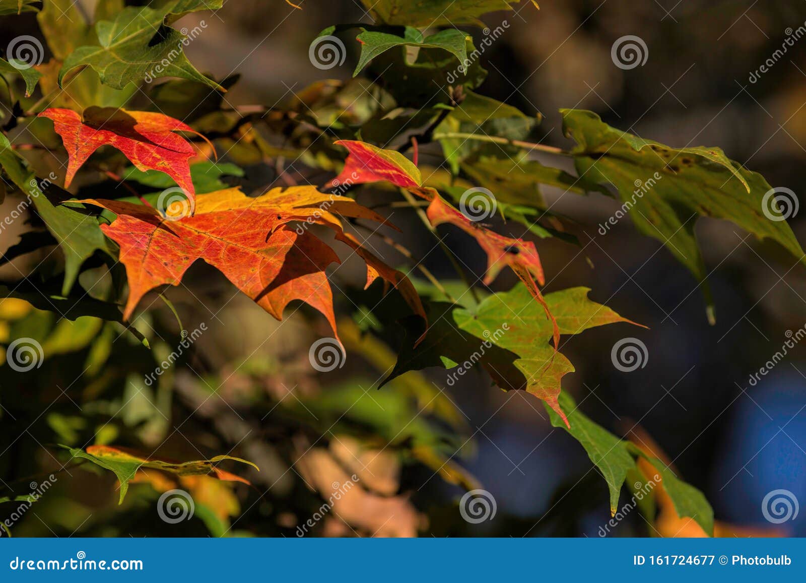 Maple Leaves Turn Color in the Fall in Upstate New York. Maple leaves kissed by the frost in upstate New York.