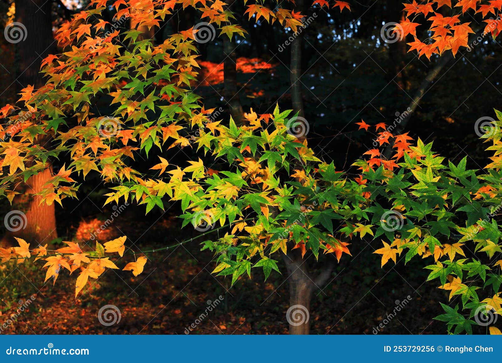 maple leaves. late autumn leaves.