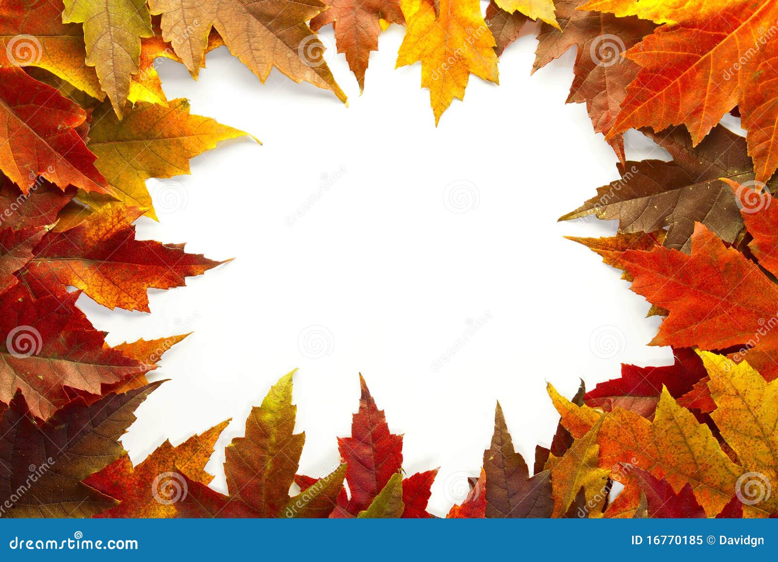maple leaves mixed fall colors border 2