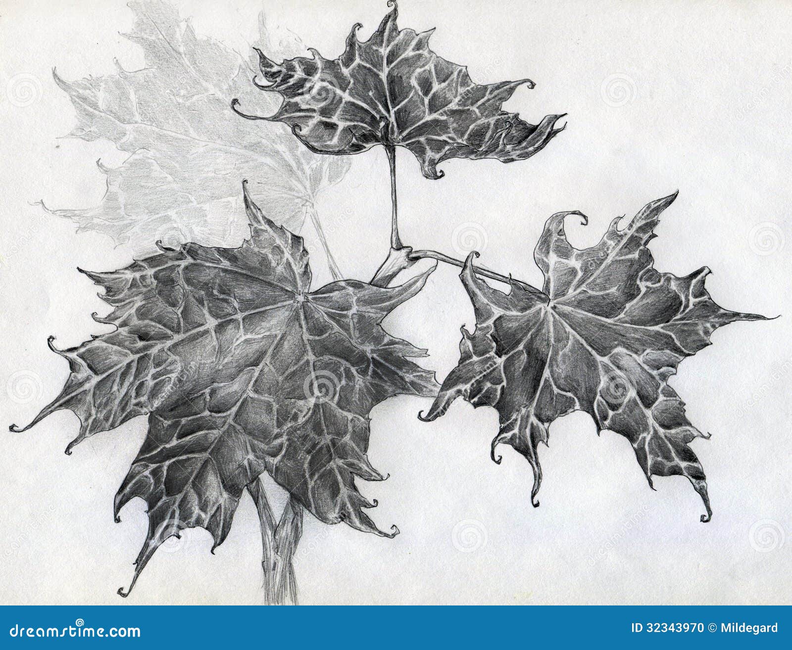 How to Draw a Leaf  All About Realistic Leaf Drawing