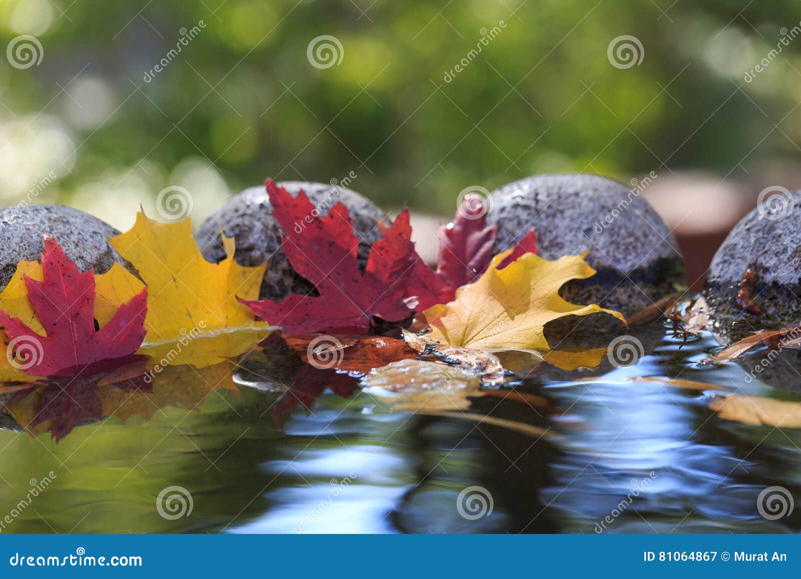 Maple leaves in pond. stock image. Image of lake, leaf 81064867