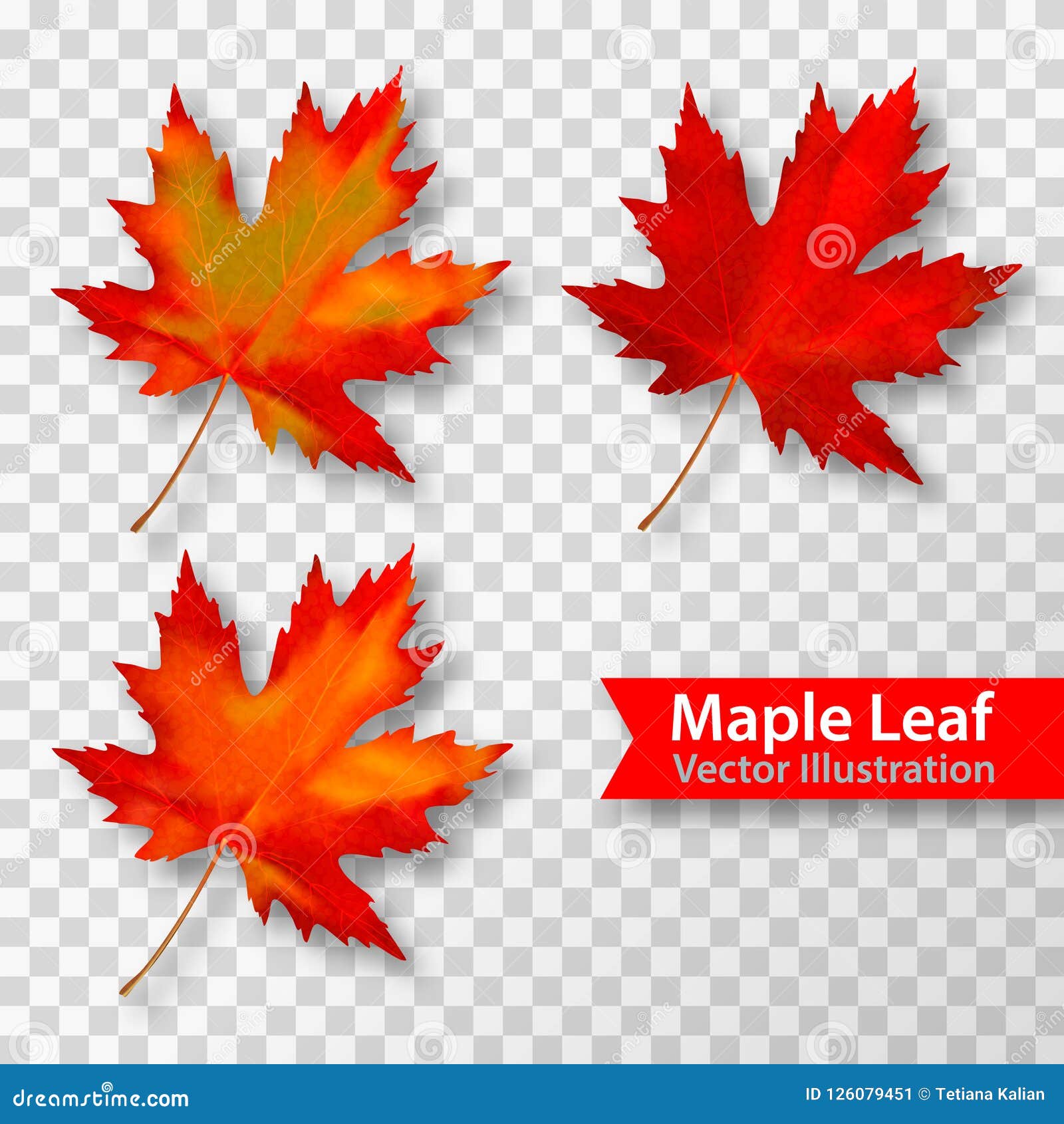 Red Maple Leaf Vector