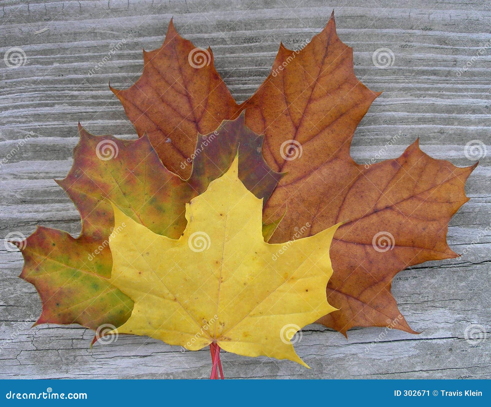 Maple-leaves2. Un primo piano di tre foglie di acero