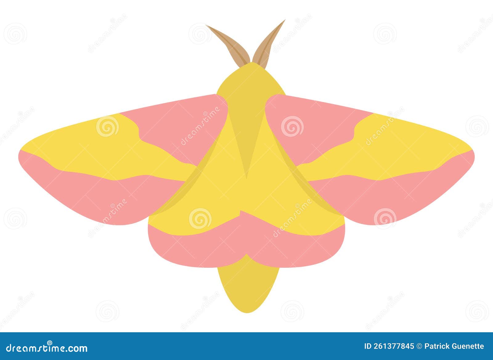 519 Maple Moth Images, Stock Photos, 3D objects, & Vectors