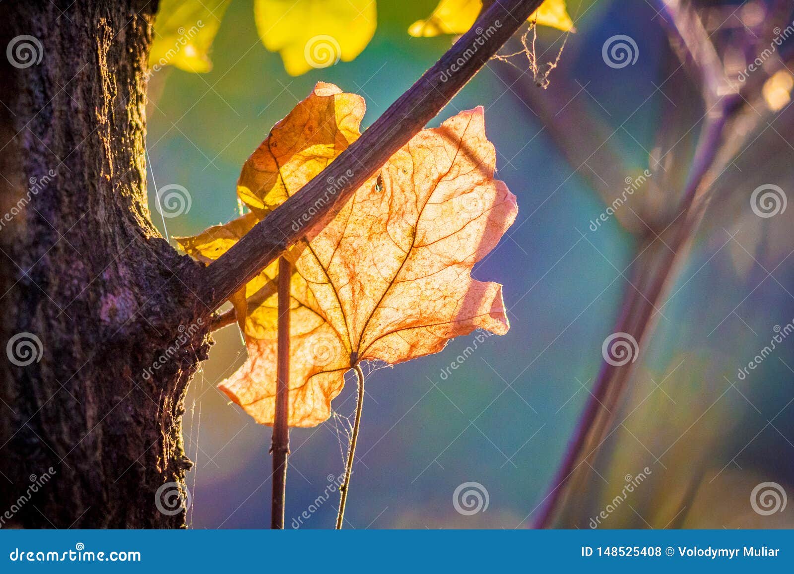 Maple Orange Leaf Near the Trunk of a Tree on a Sunny Autumn Day_ Stock