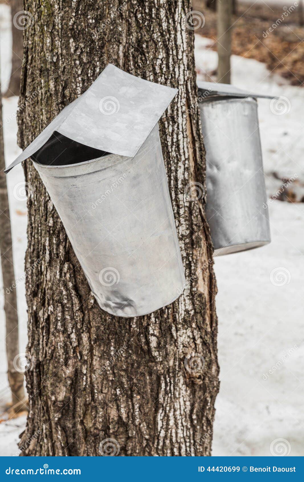 Maple Sap Buckets on Trees in Spring Stock Image Image of ontario