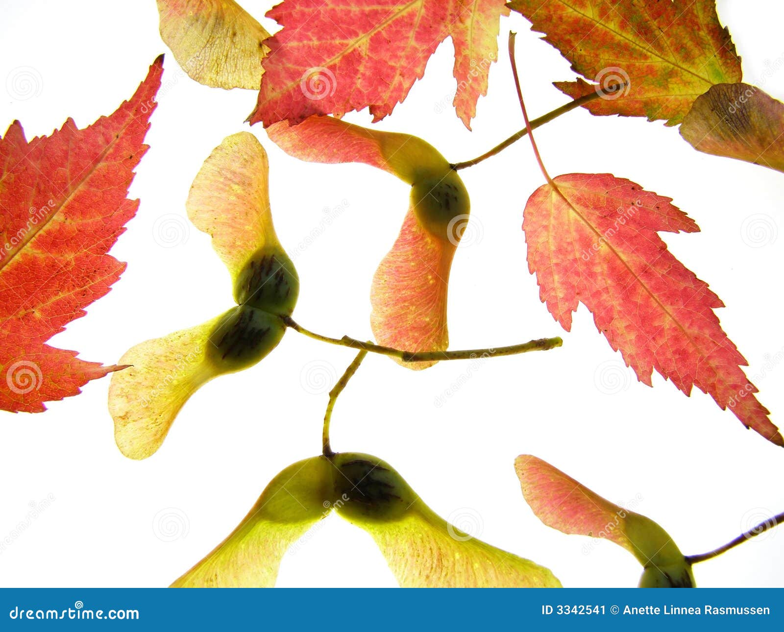 Maple seeds stock image. Image of seed, structure, natural 3342541