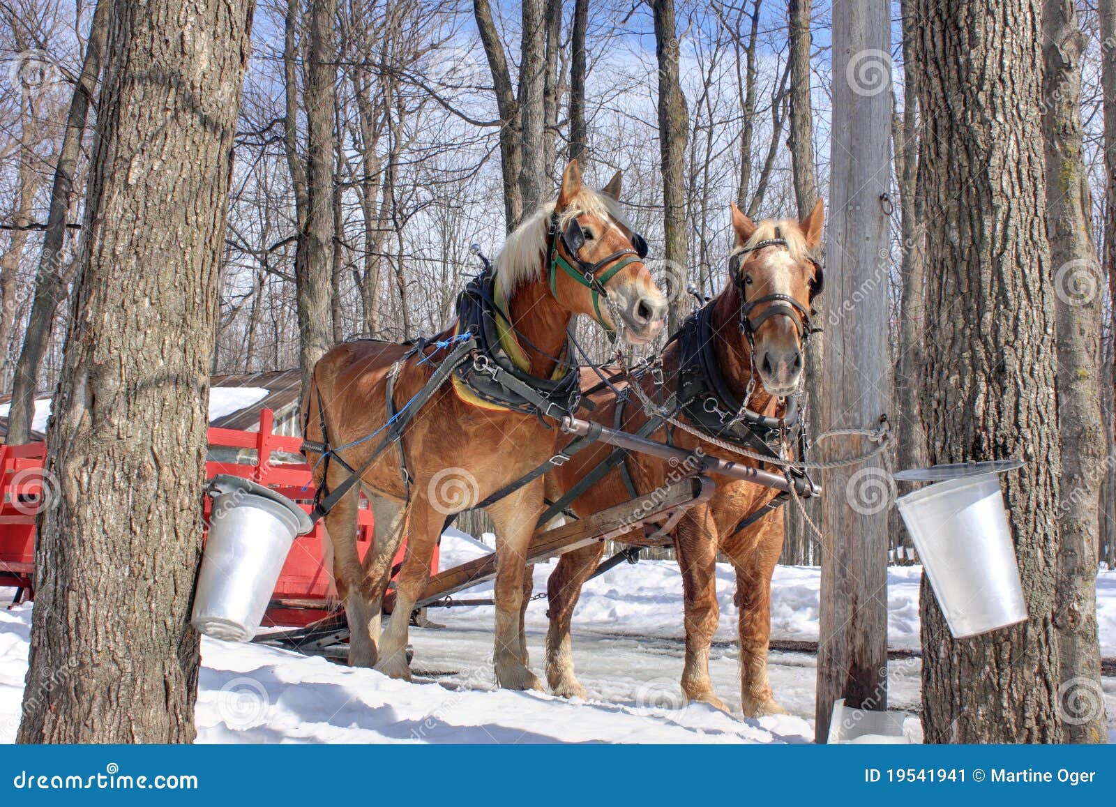 Maple Spring (Canada) stock image. Image of pail, horse 19541941