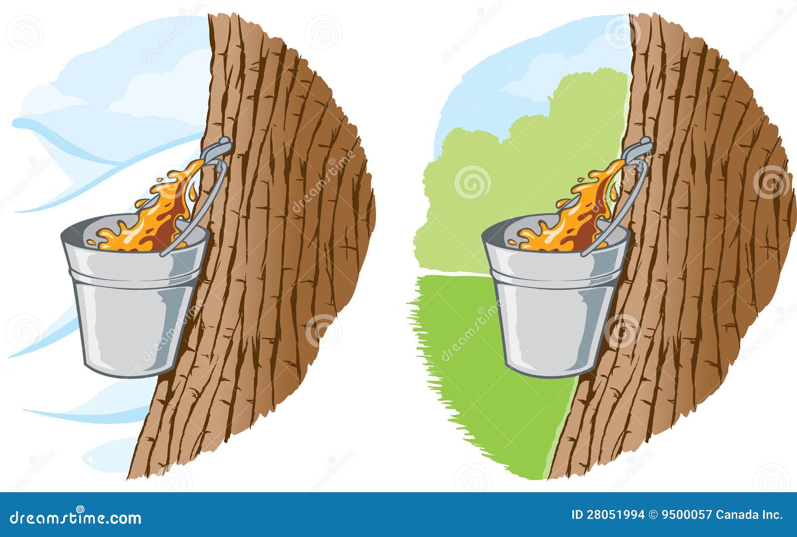 Maple syrup stock vector. Illustration of forest, nature 28051994