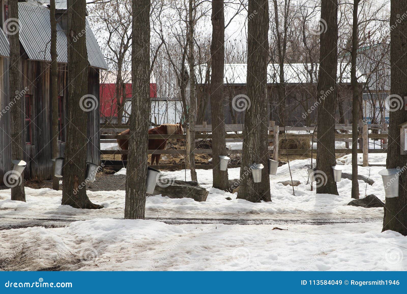 Maple syrup farm stock image. Image of beauty, shack 113584049