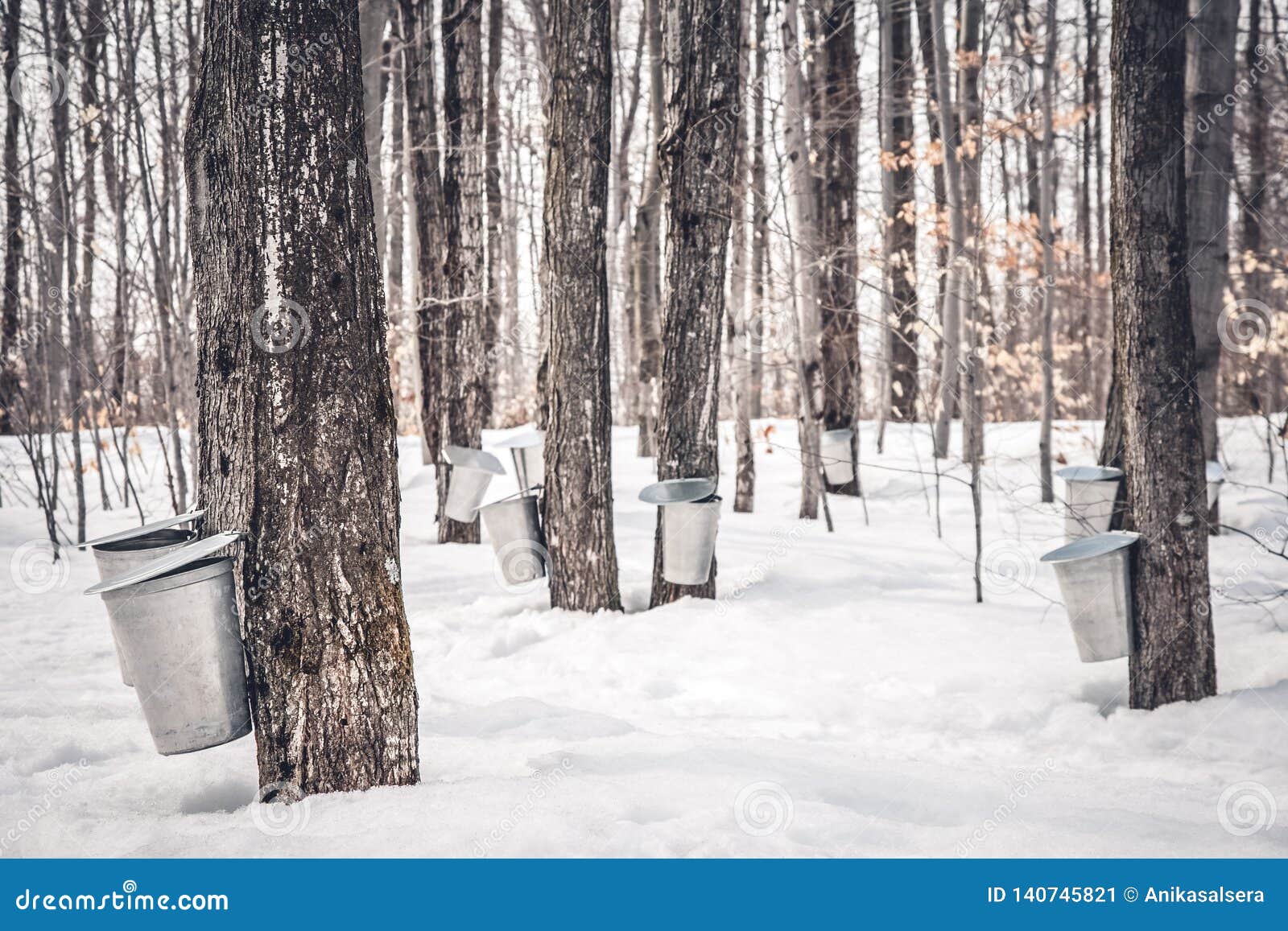 maple syrup production in quebec