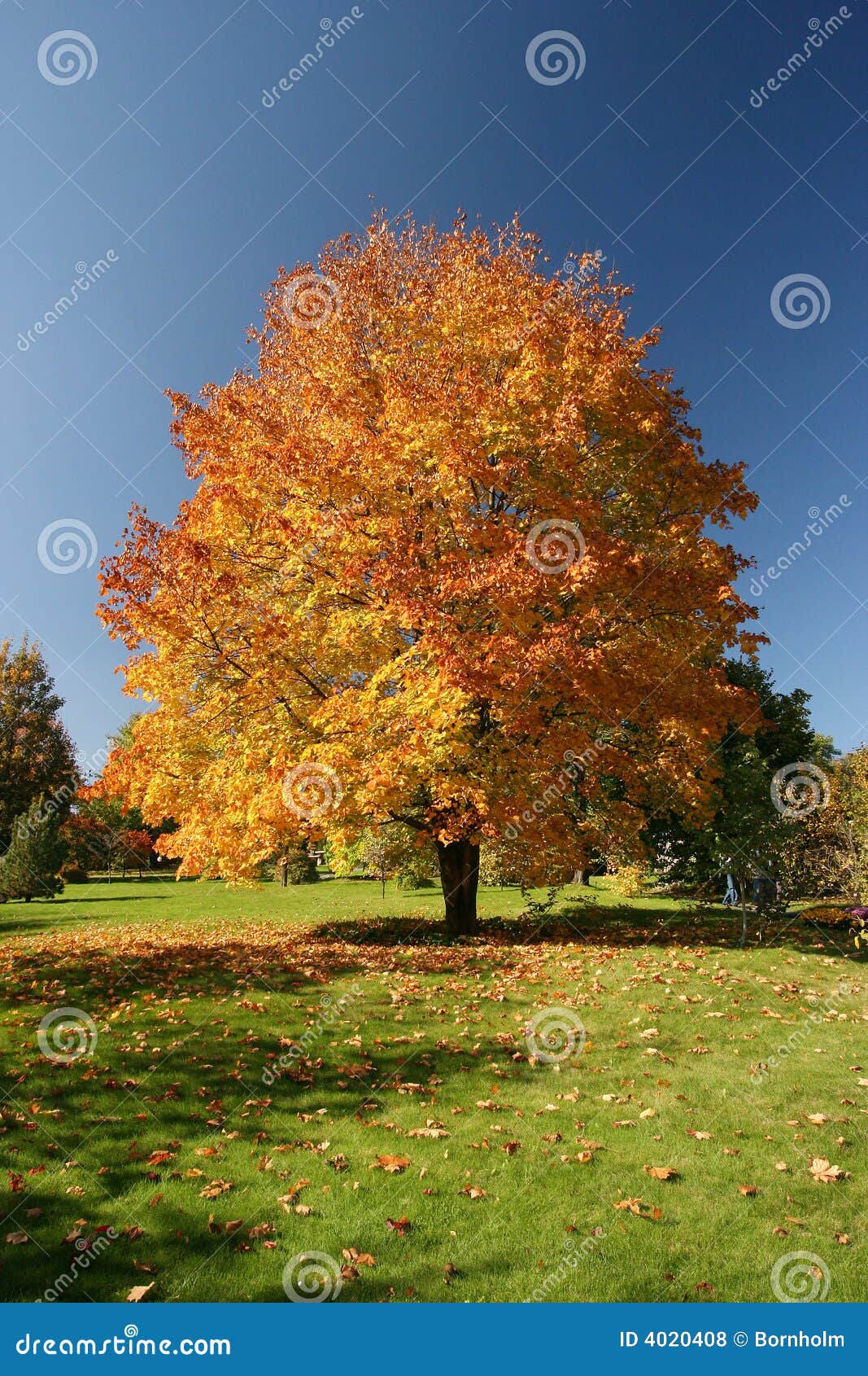 Maple tree stock photo. Image of colorful, outdoors, orange 4020408