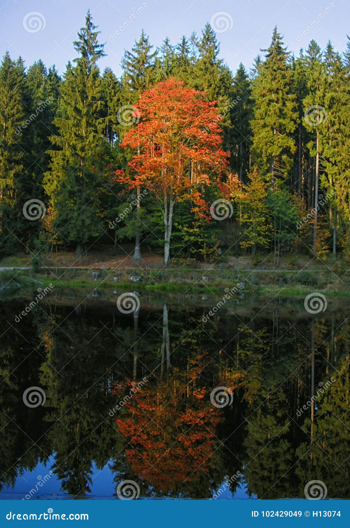 Fall tree watering, Hiawatha IA