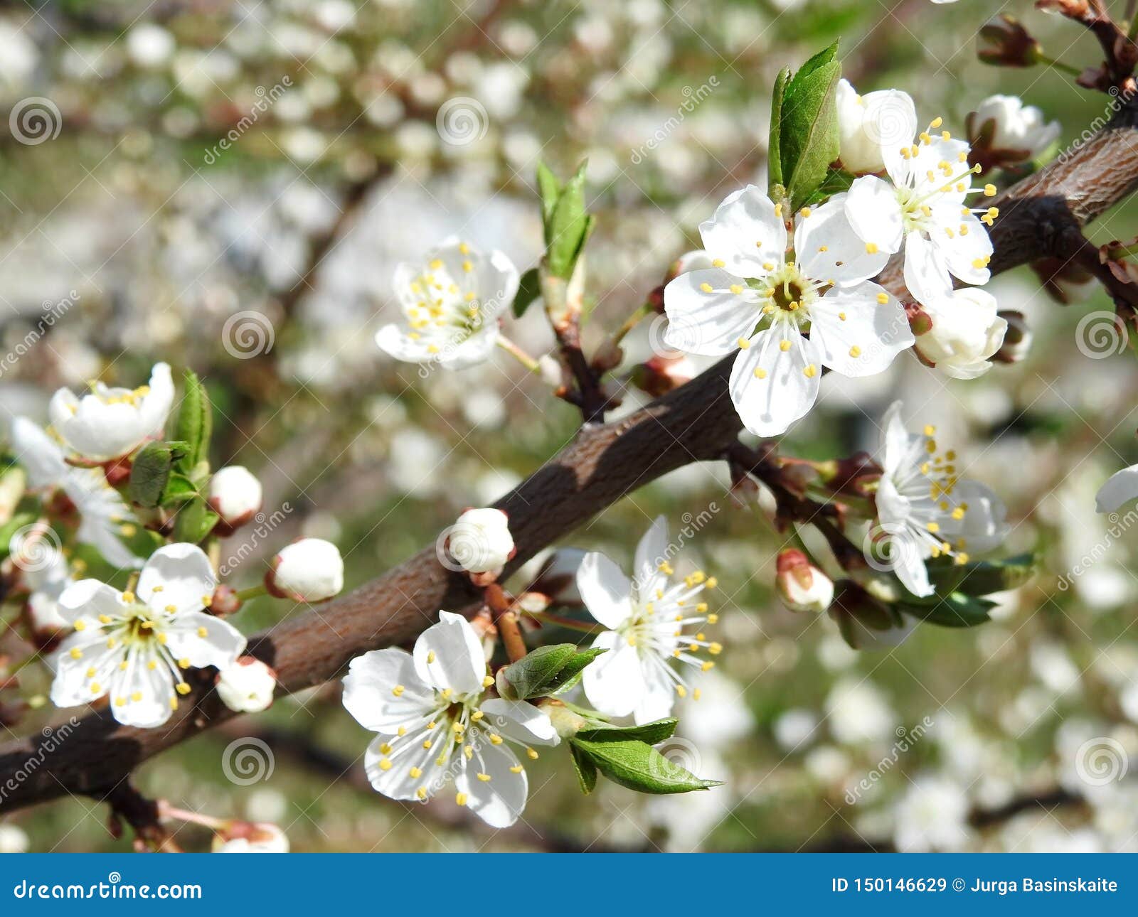 Maple Tree Branch With White Flowers Lithuania Stock Image Image Of Branch Petal Maple Tree Branch With White Flowers Lithuania Stock Image Image Of Branch Petal