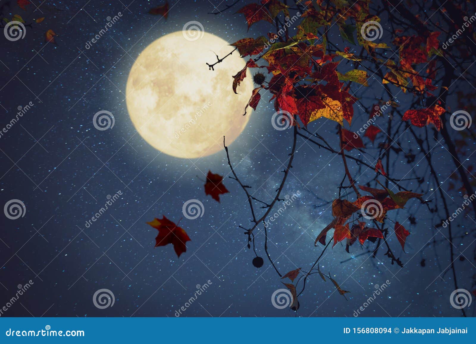 maple tree in fall season and full moon with star.