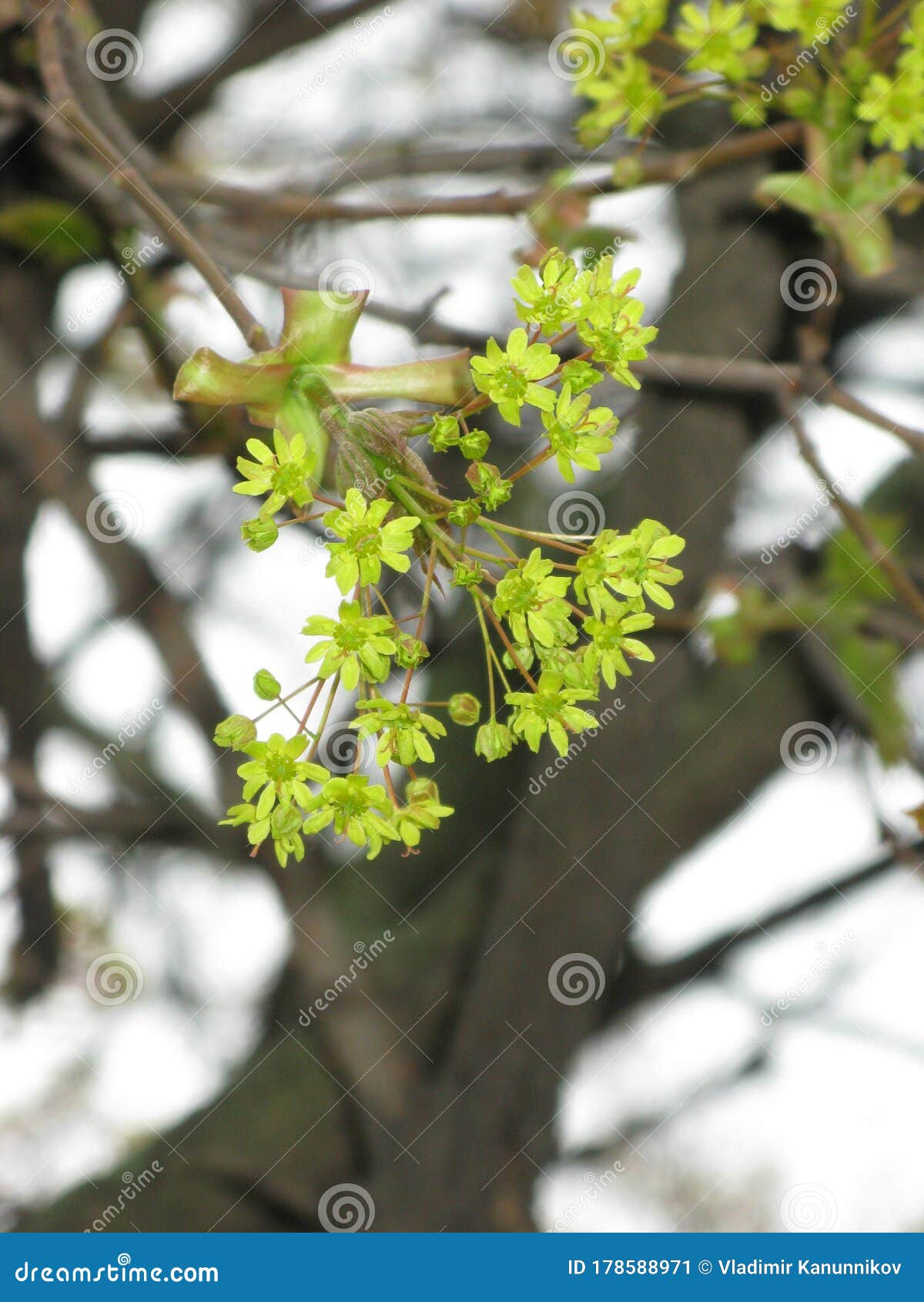 Flowering maple tree stock image. Image of small, calm 178588971