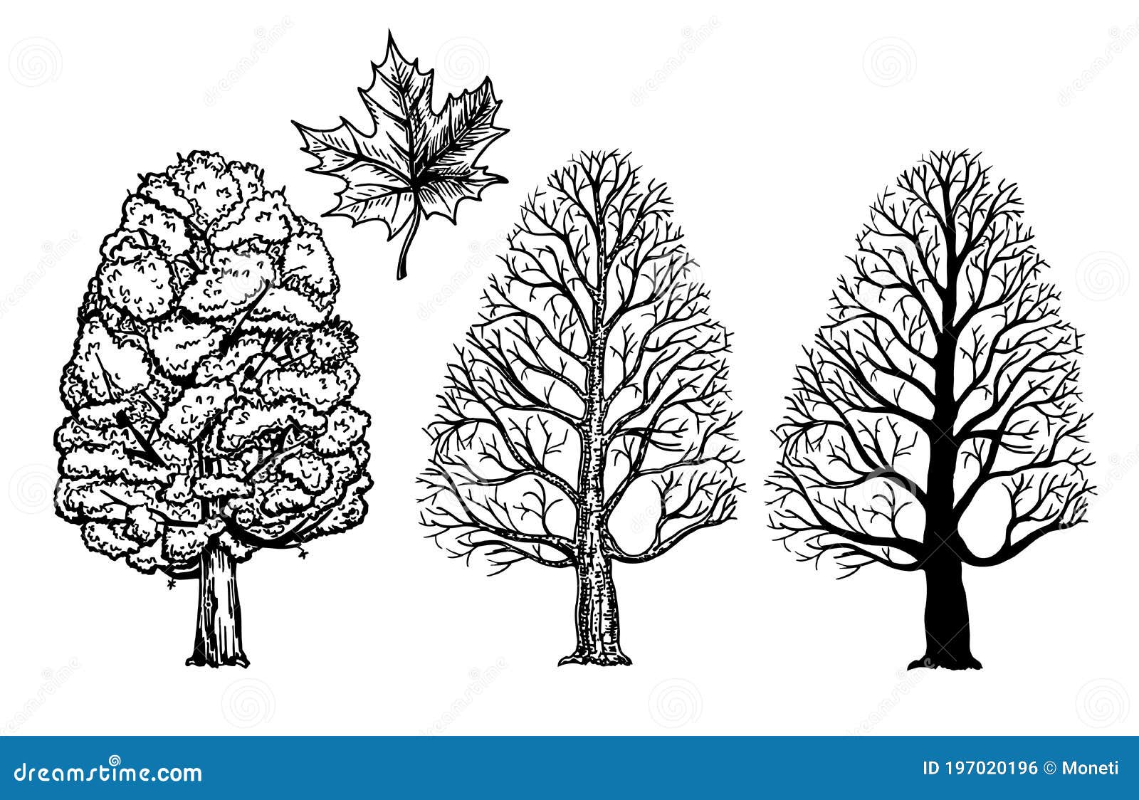 Ink sketch maple tree Royalty Free Vector Image