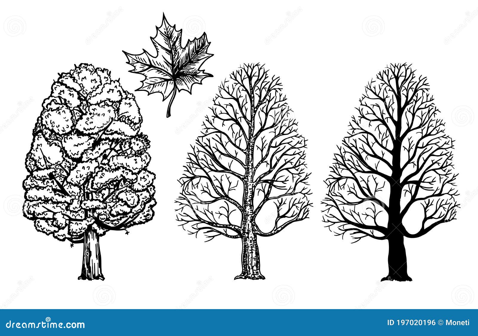 picture Maple Tree Leaf Sketch dreamstime com