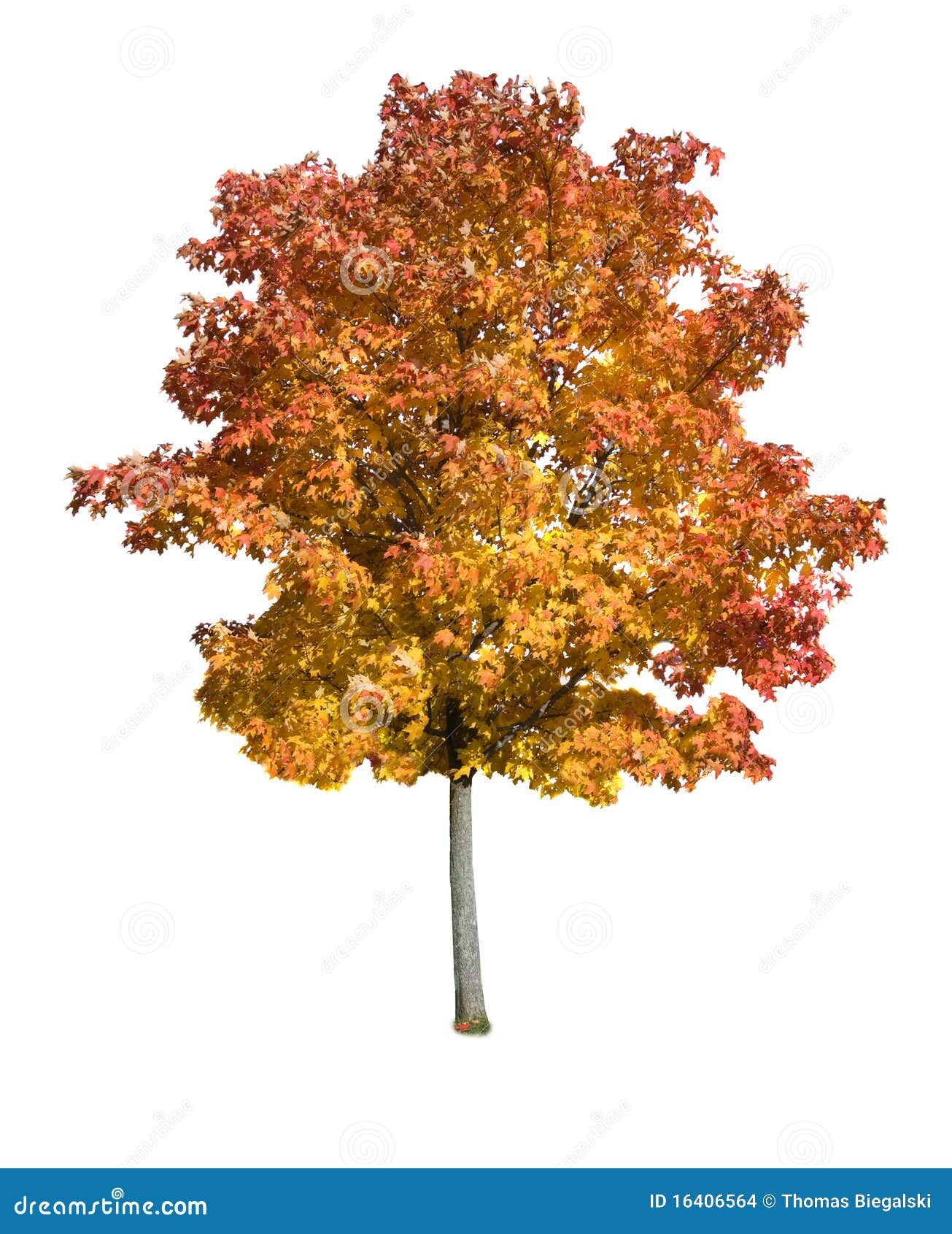 maple tree 