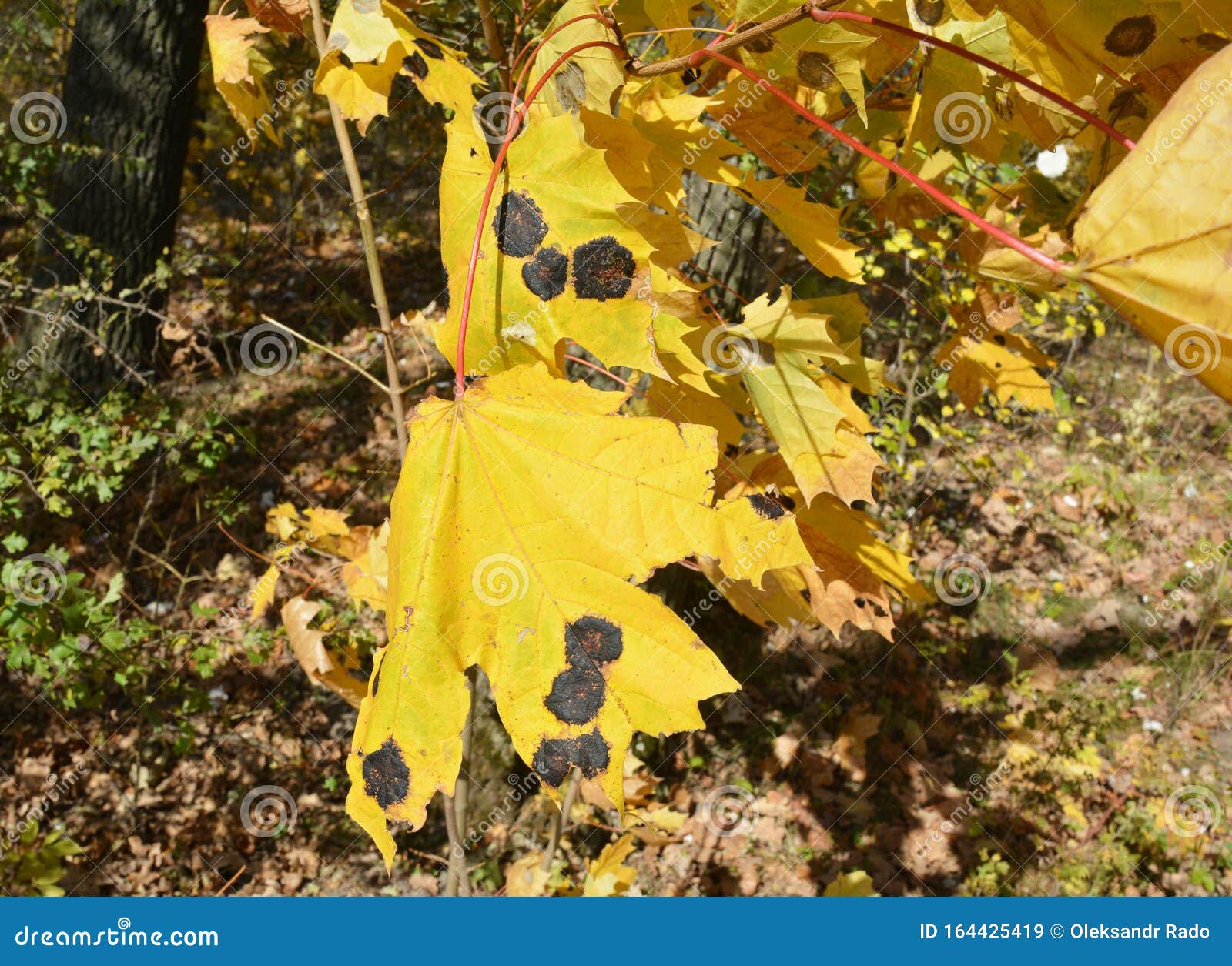 maple tree leaf diseases. tar black spot is one of the most readily visible and easiest maple diseases to diagnose