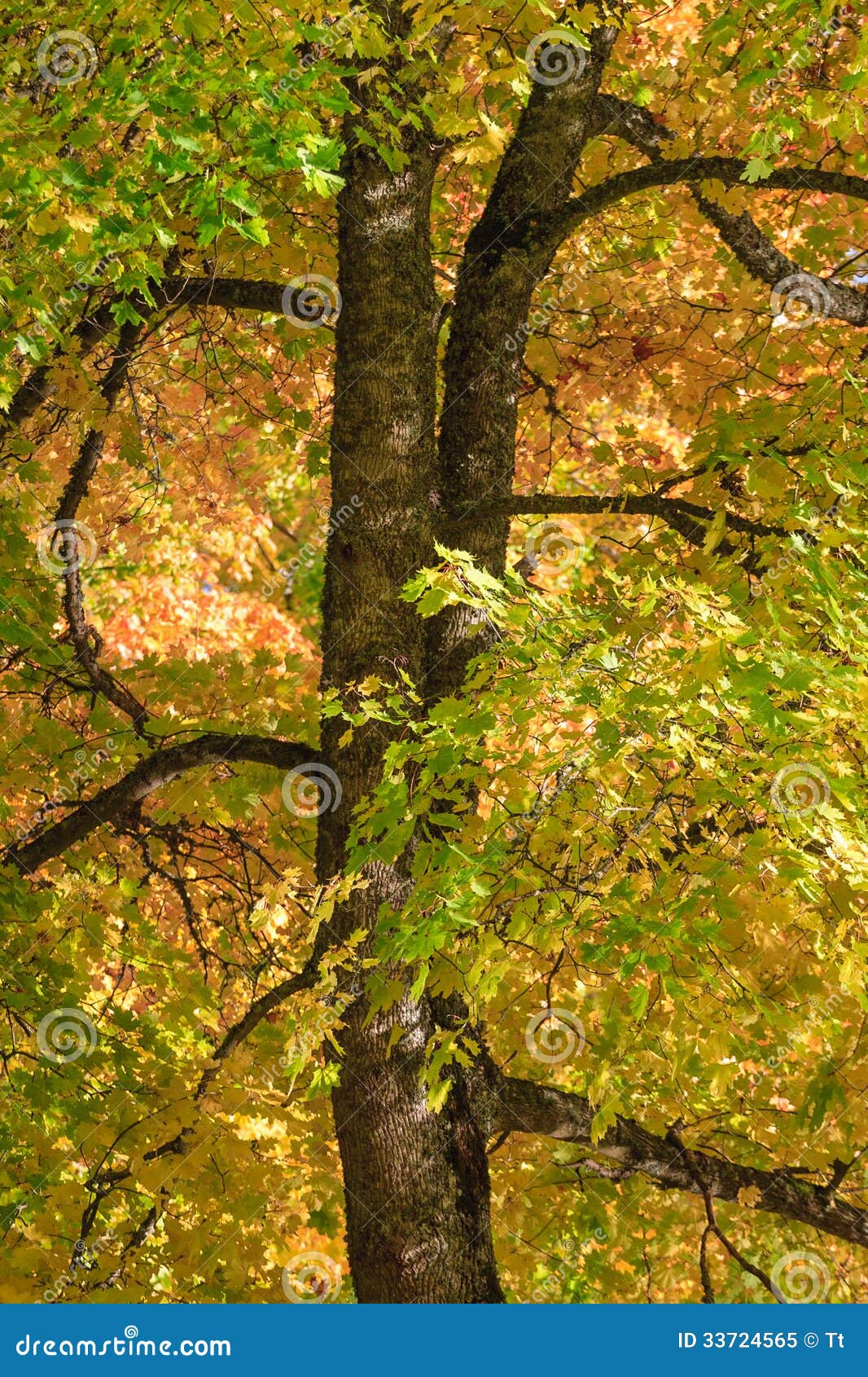 Maple tree leaves stock image. Image of branch, deciduous 33724565