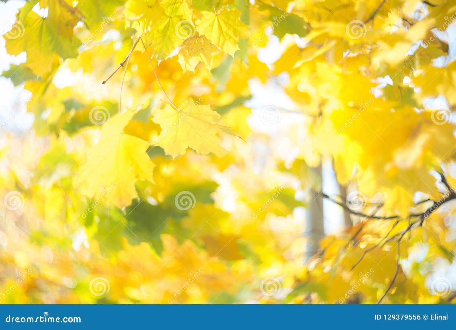 maples autumn golden fall background