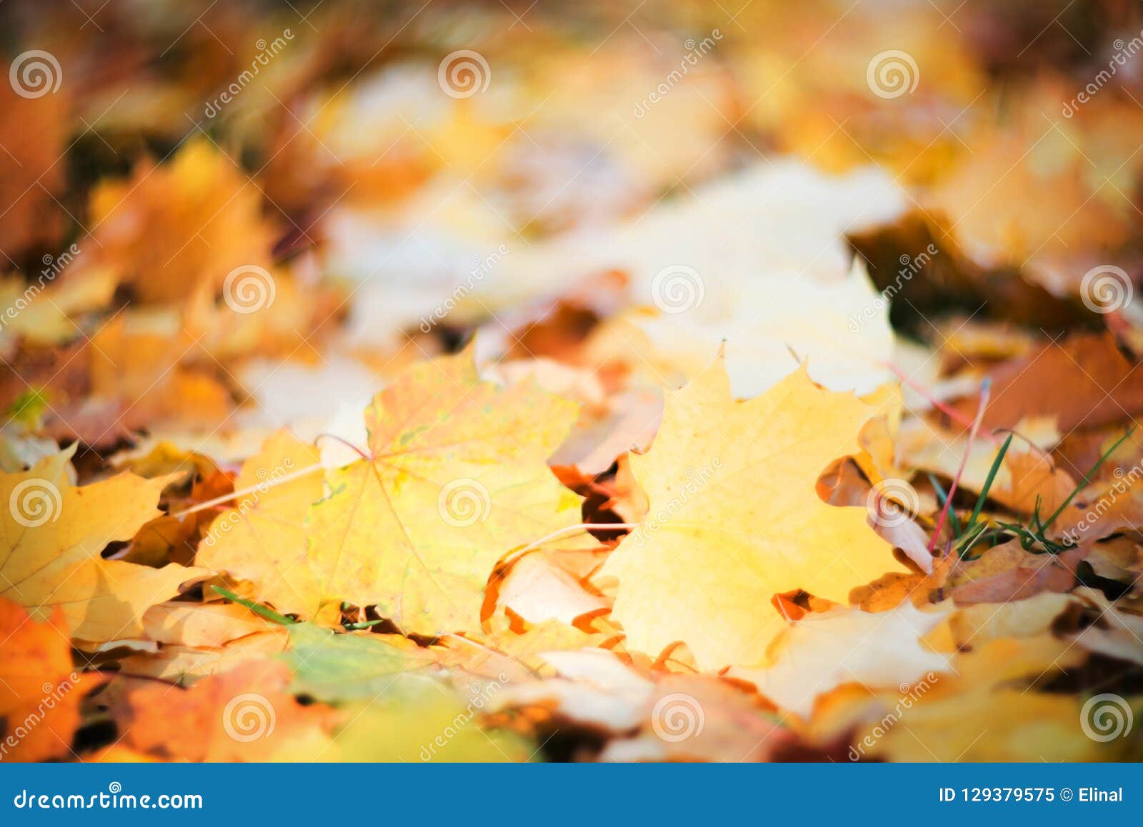 Maples Autumn Golden Fall Background Stock Image - Image of autumn