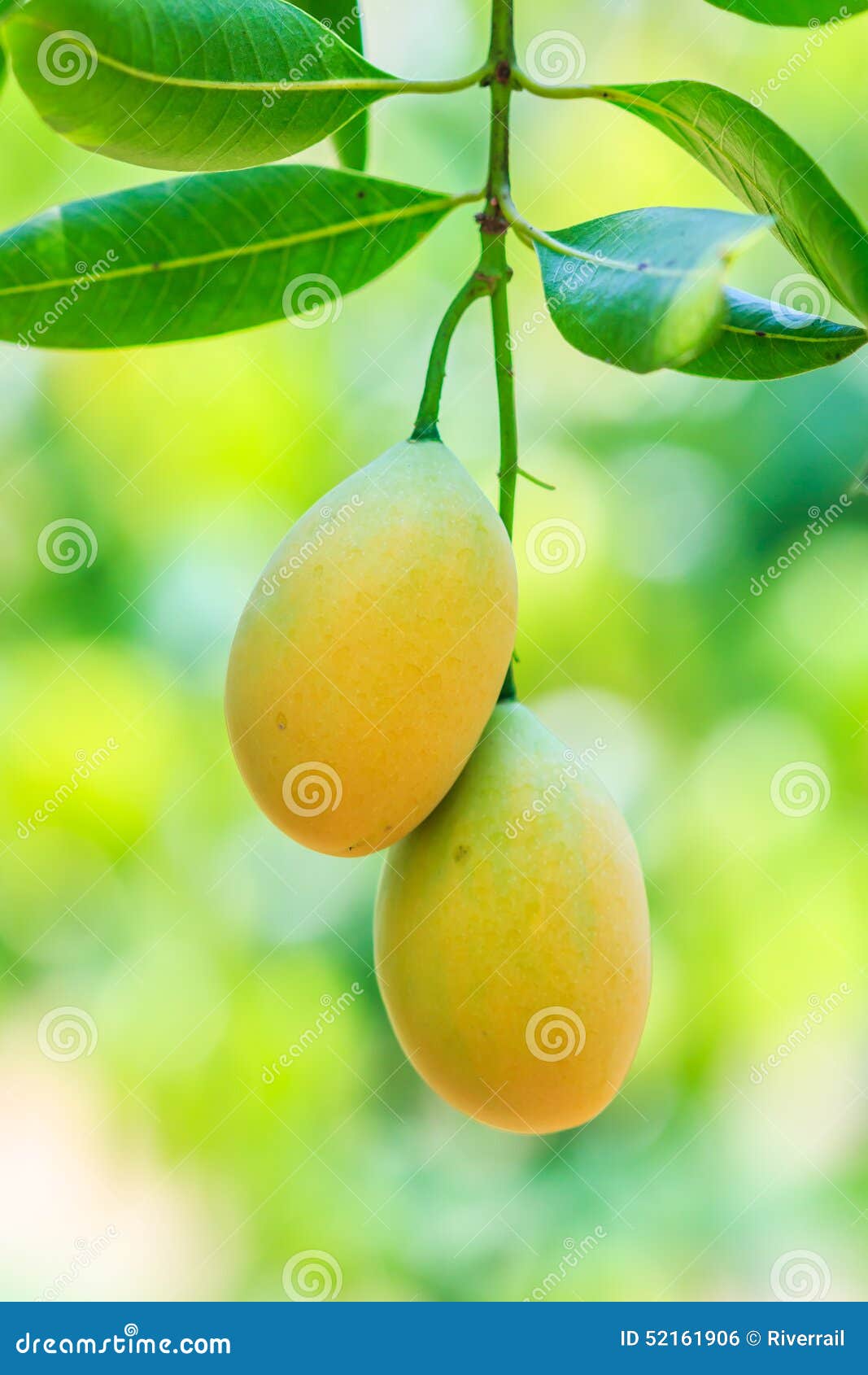 Maprang Marian Plum Ou Plum Mango Photo stock Image du fruits