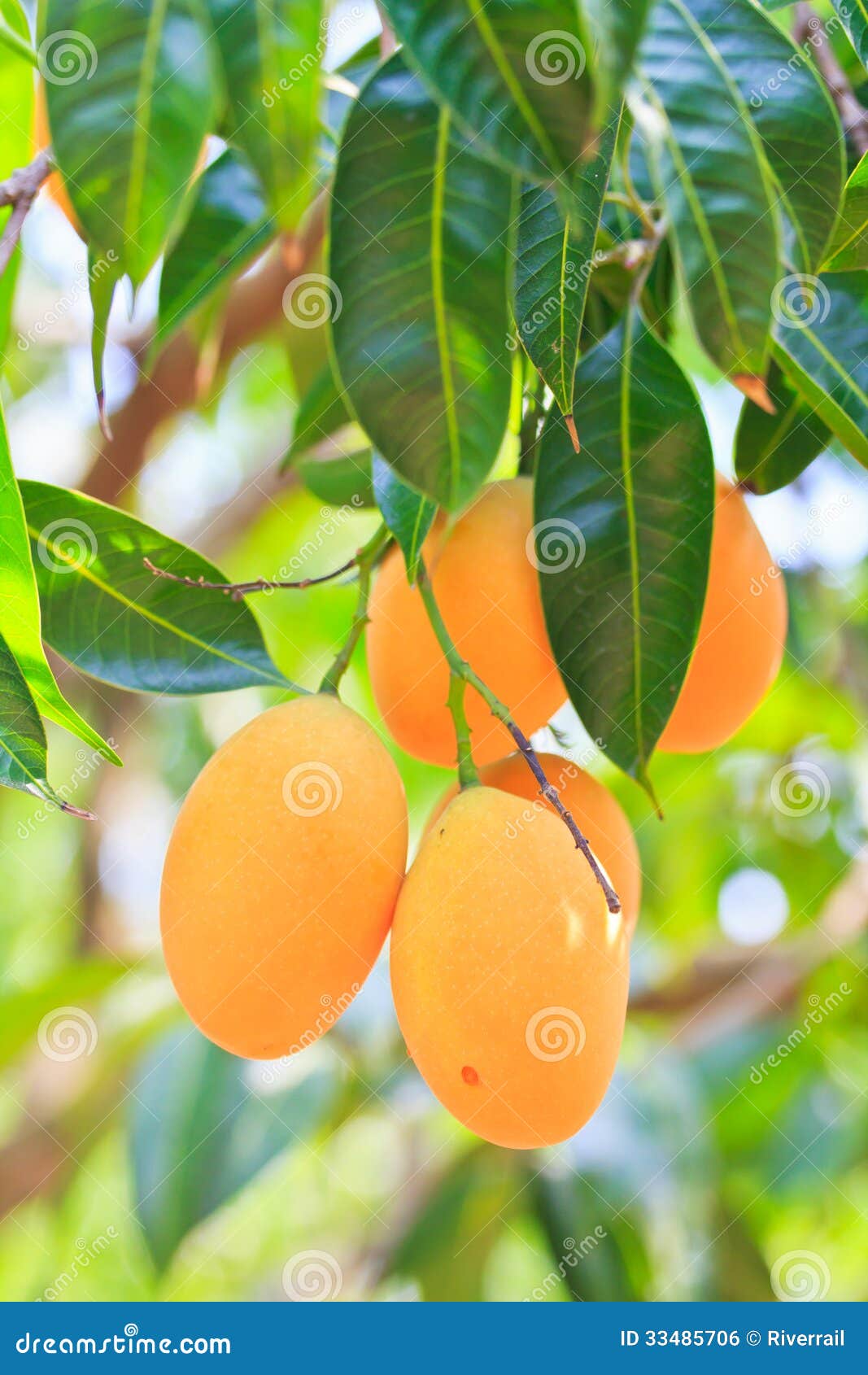 Maprang Marian Plum or Plum Mango Stock Photo Image of juicy, glory