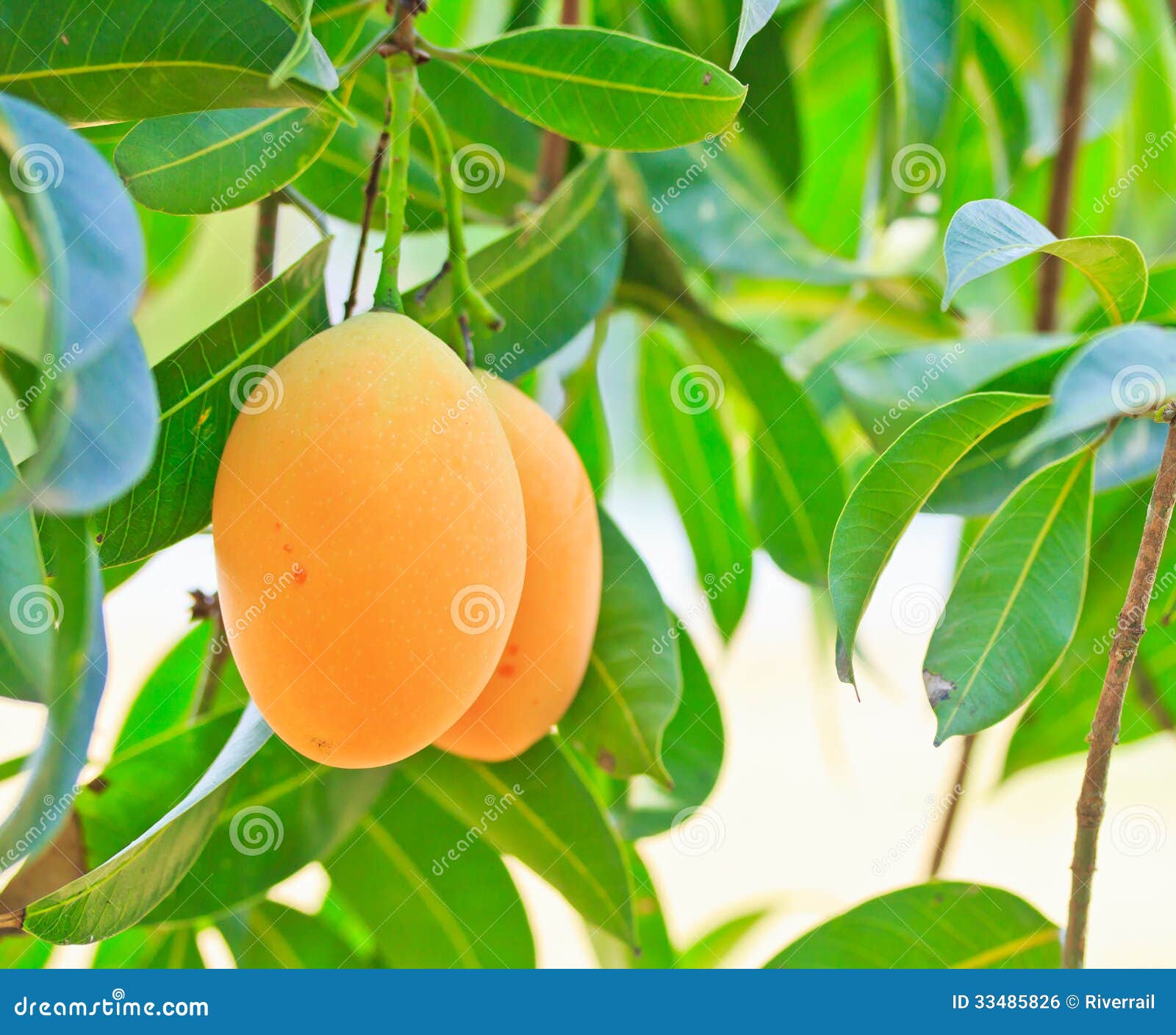 Maprang Marian Plum or Plum Mango Stock Photo Image of freshness