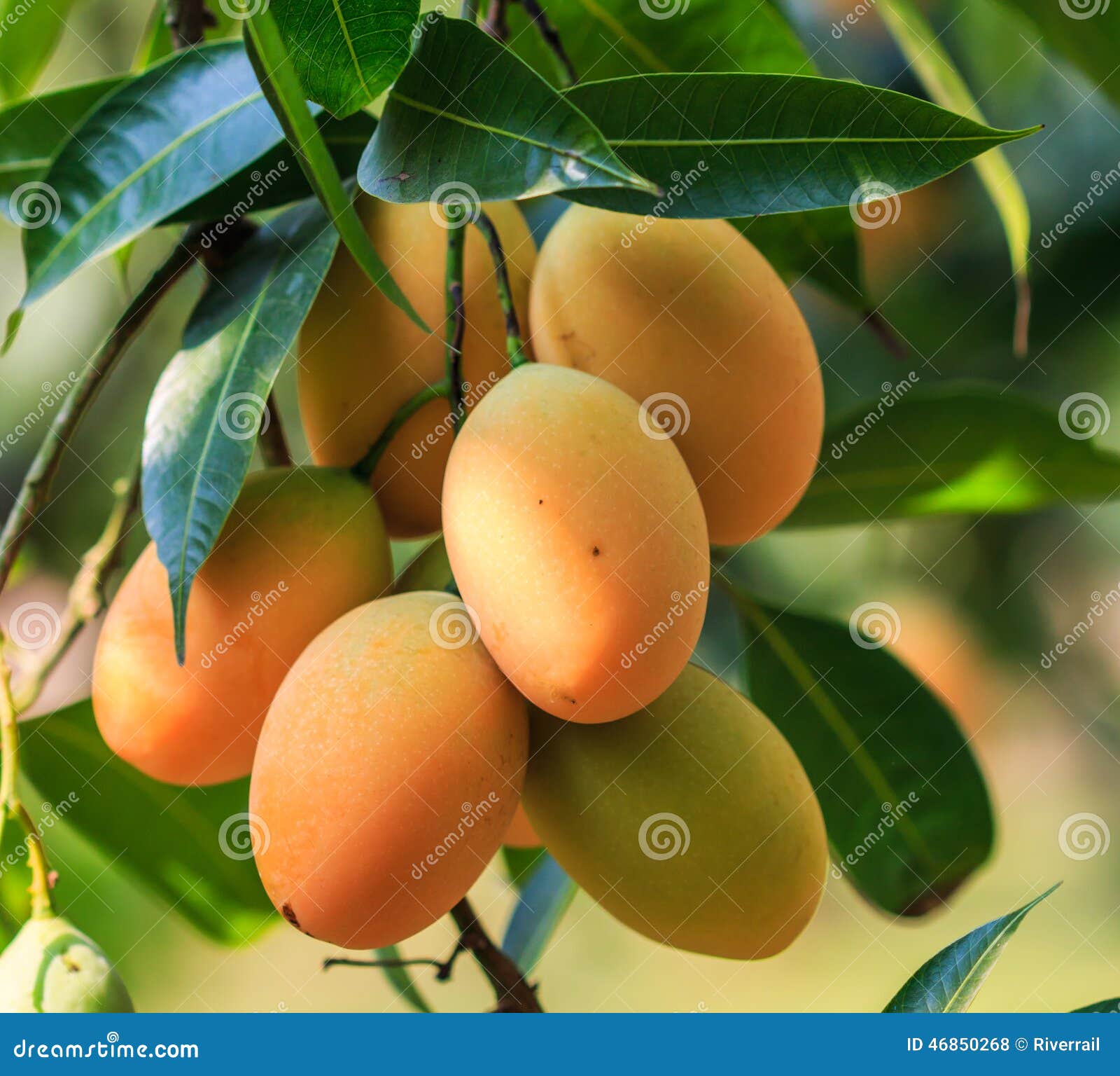 Maprang Marian Plum or Plum Mango Stock Photo Image of climate