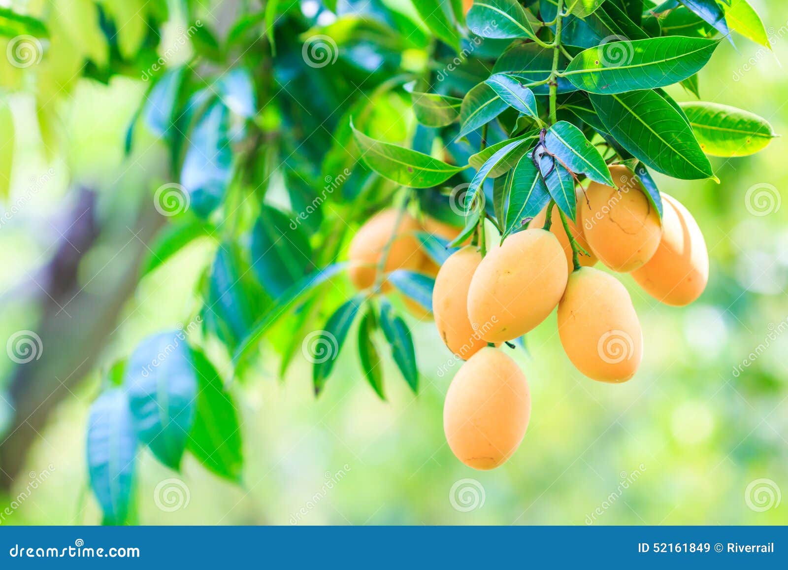 Maprang Marian Plum or Plum Mango Stock Image Image of marian
